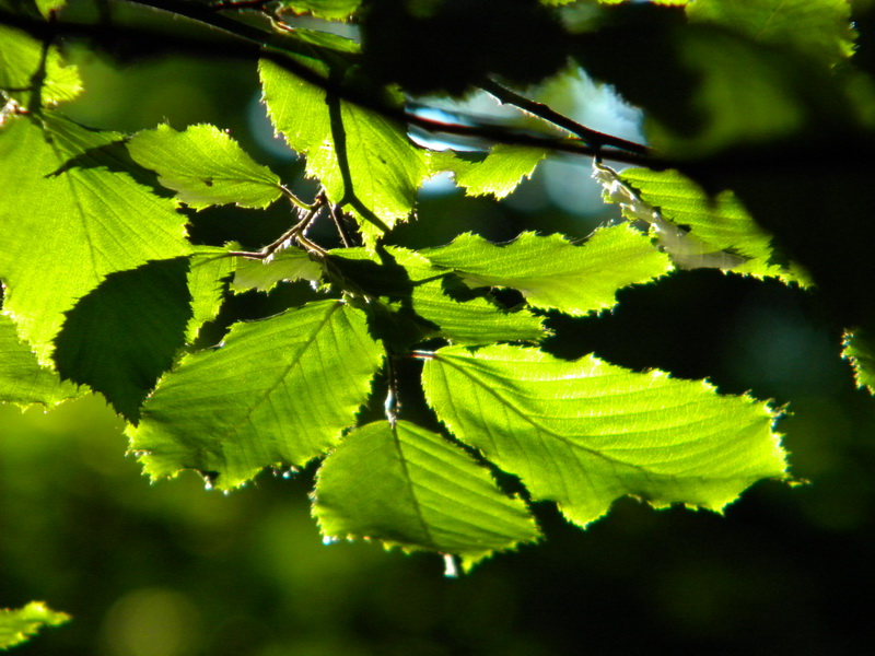 фото